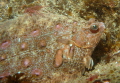   Flatfish taken St Abbs Scotland Canon A570is Strobe light  
